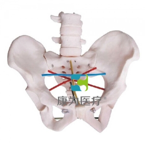 “康為醫(yī)療”骨盆測(cè)量示教模型,女性骨盆測(cè)量操作模型