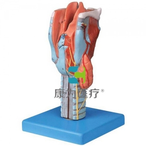 “康為醫(yī)療”喉模型