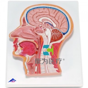 頭中部斷層面模型