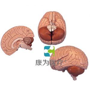 介紹性腦模型，2部分