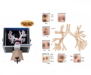 進口超聲波支氣管鏡模型，超聲波支氣管鏡訓練模型