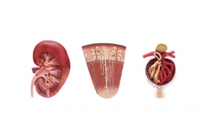 腎切面、腎單位、腎小球模型