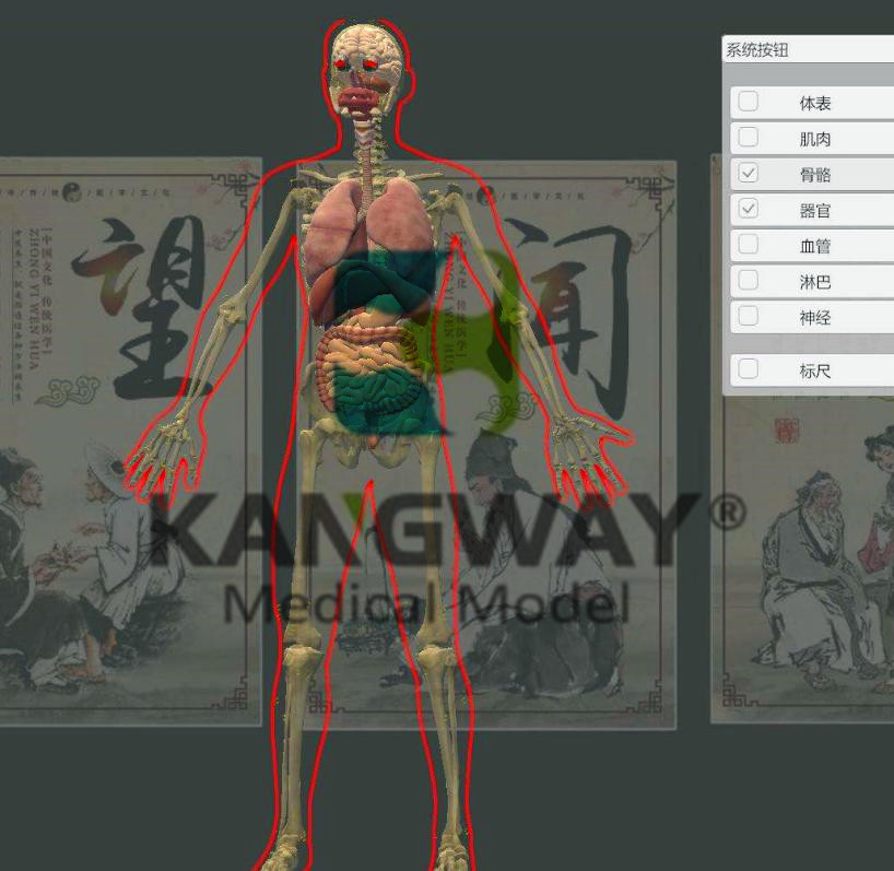 3D版人體穴位發(fā)光模型及進(jìn)針演示系統(tǒng)